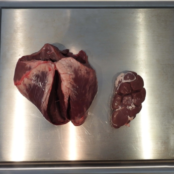 Ein Edelgrill mit Herz und Nieren getestet Vorschaubild